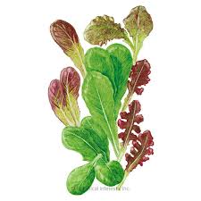 Fresh Mesclun pcs