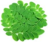 Fresh Drumstick Leaves pcs