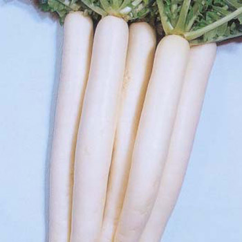 Fresh Radish (Muli) Long pcs