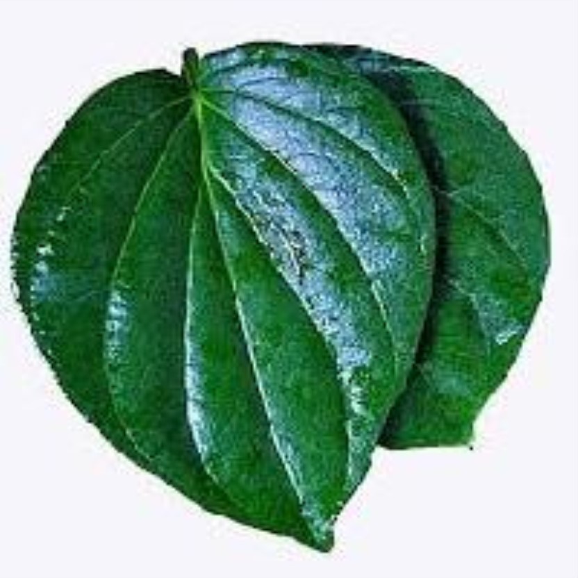 Fresh Betel Leaf (Paan Patta) pcs