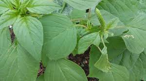 Fresh Amaranth Leaf (Green) pcs 