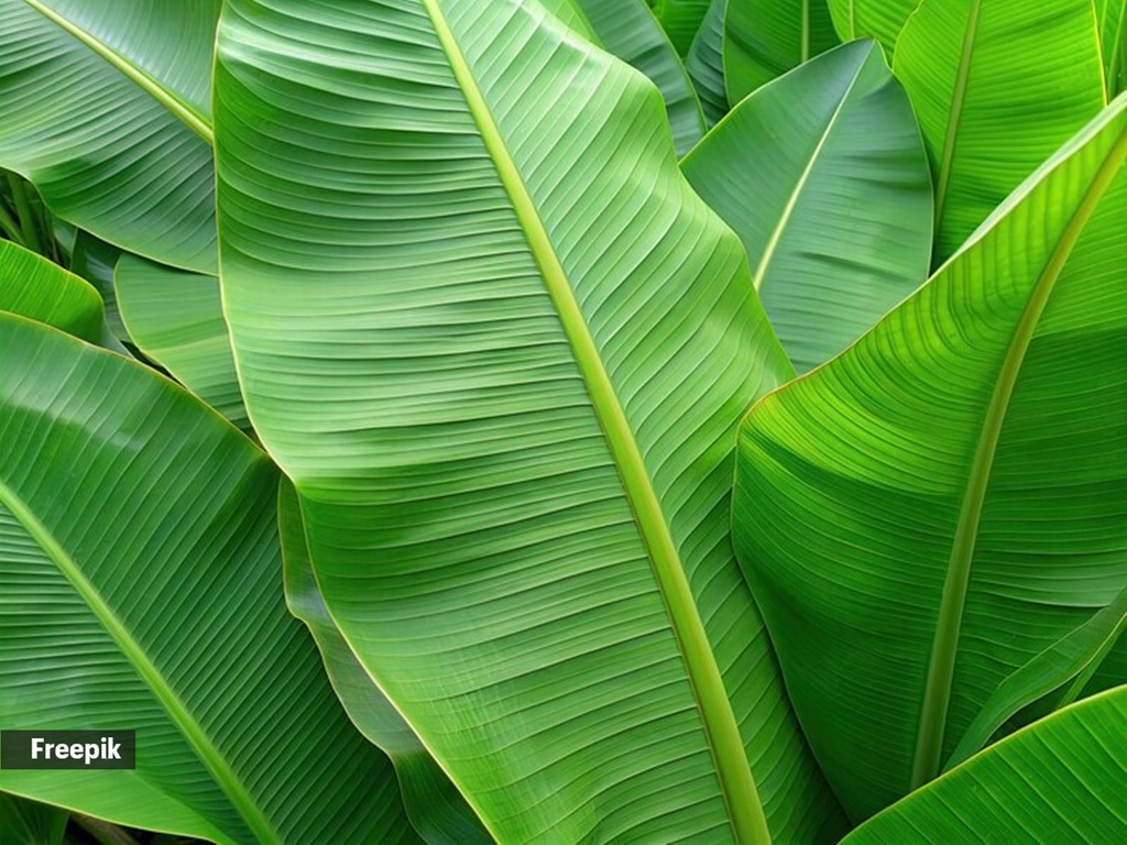 Fresh Banana Leaves pcs