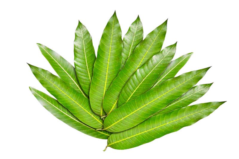 Fresh Mango Leaves pcs