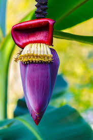 Fresh Banana Flowers 250g