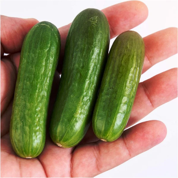 Fresh Cucumber Mini 300g