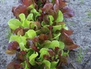 Fresh Lettuce mesclun (Italie) pcs