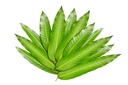 Fresh Mango Leaves pcs