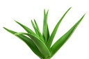 Fresh Aloevera 1kg