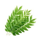 Fresh Curry Leaves 50g